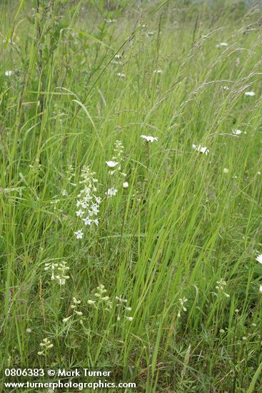 Delphinium leucophaeum (D. nuttallii ssp. ochroleucum)