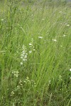 Pale Larkspur among grasses
