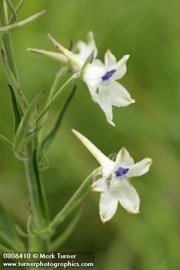 Delphinium leucophaeum (D. nuttallii ssp. ochroleucum)