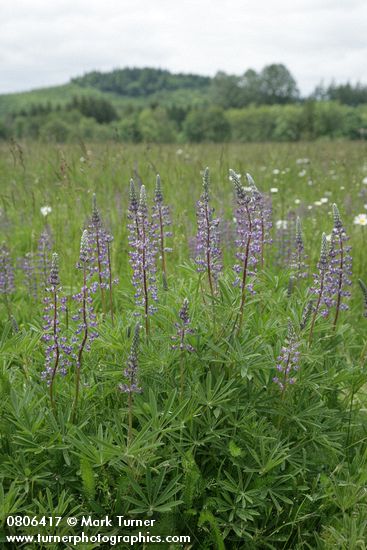 Lupinus sulphureus ssp. kincaidii