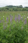 Kinkaid's Sulphur Lupines