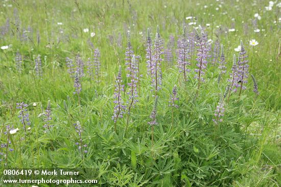 Lupinus sulphureus ssp. kincaidii