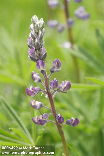 Lupinus sulphureus ssp. kincaidii