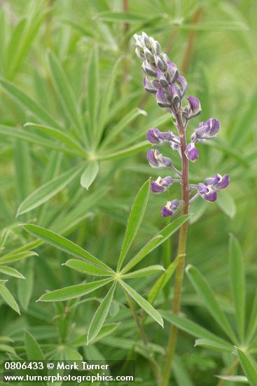 Lupinus sulphureus ssp. kincaidii