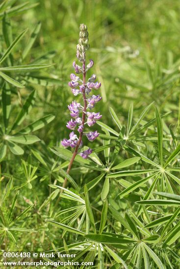 Lupinus sulphureus ssp. kincaidii