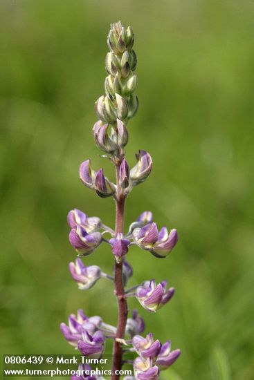 Lupinus sulphureus ssp. kincaidii