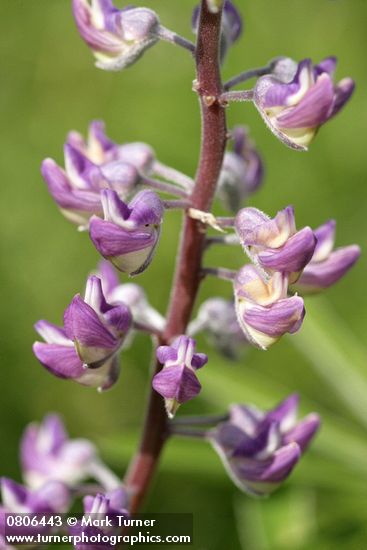 Lupinus sulphureus ssp. kincaidii