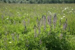 Kinkaid's Sulphur Lupines in meadow among grasses and Ox-eye Daisies