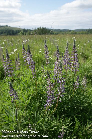 Lupinus sulphureus ssp. kincaidii