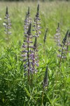 Kinkaid's Sulphur Lupines