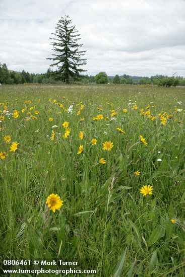 Wyethia angustifolia