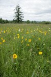 Narrowleaf Mule's Ears in meadow