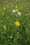 Narrowleaf Mule's Ears w/ Celery-leaf Lovage