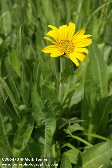 Wyethia angustifolia