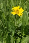 Narrowleaf Mule's Ears