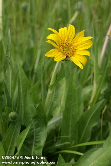 Wyethia angustifolia