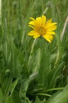 Narrowleaf Mule's Ears