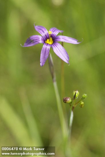 Sisyrinchium idahoense