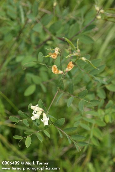 Lathyrus holochlorus