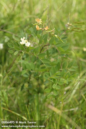 Lathyrus holochlorus