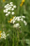 Celery-leaf Lovage blossoms