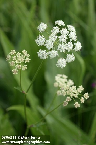 Ligusticum apiifolium