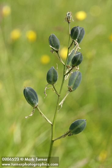 Camassia quamash