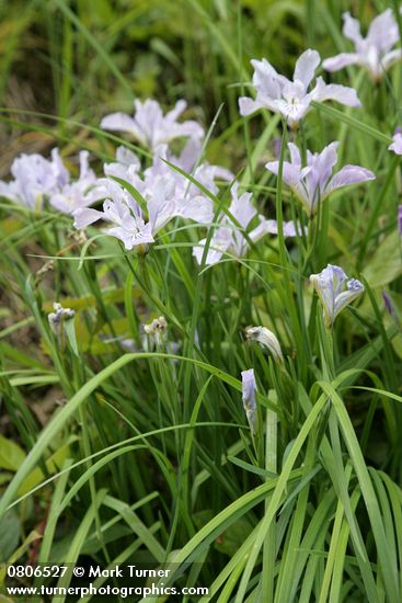 Iris tenax