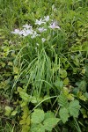 Toughleaf Iris