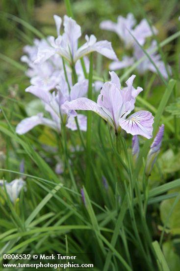Iris tenax