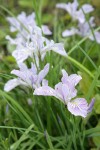 Toughleaf Iris blossoms