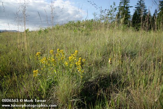 Solidago simplex ssp. simplex (S. spathulata)