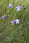 Scotch Bluebells