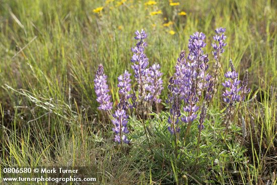 Lupinus lepidus