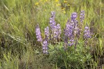 Prairie Lupine