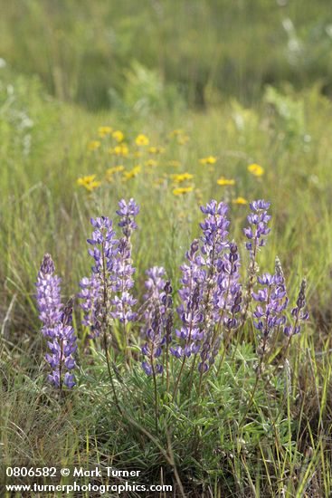 Lupinus lepidus