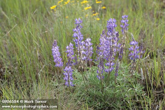 Lupinus lepidus