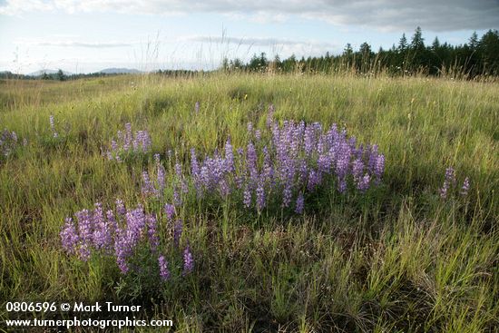 Lupinus lepidus