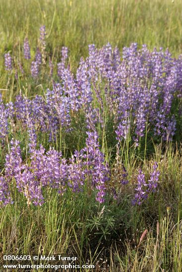 Lupinus lepidus