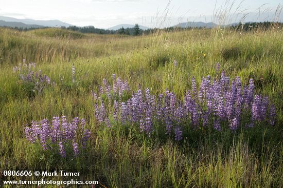 Lupinus lepidus