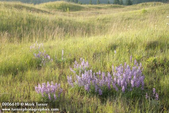 Lupinus lepidus