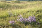 Prairie Lupines on mounded prairie