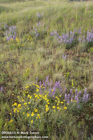 Lupinus lepidus; Eriophyllum lanatum