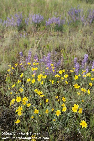 Eriophyllum lanatum; Lupinus lepidus