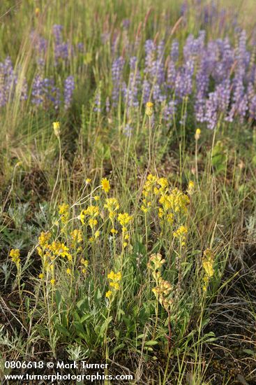 Solidago simplex ssp. simplex (S. spathulata)