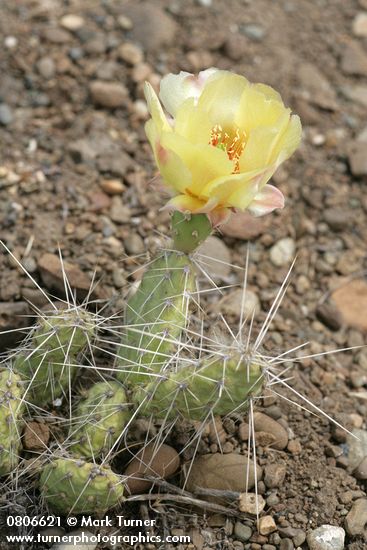 Opuntia columbiana (O. erinacea var. columbiana)