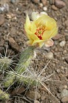 Grizzleybear Prickly Pear Cactus