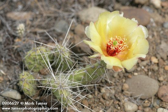 Opuntia columbiana (O. erinacea var. columbiana)