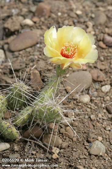 Opuntia columbiana (O. erinacea var. columbiana)