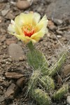 Grizzleybear Prickly Pear Cactus